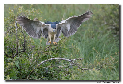 Kwak - Black-crowned Night-Heron 20150525