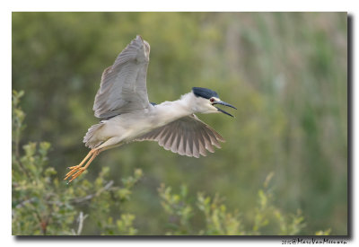 Kwak - Black-crowned Night-Heron 20150525