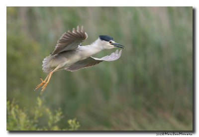 Kwak - Black-crowned Night-Heron 20150525