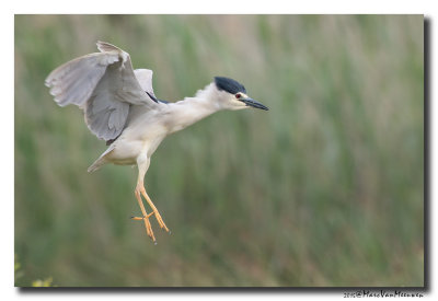 Kwak - Black-crowned Night-Heron 20150525