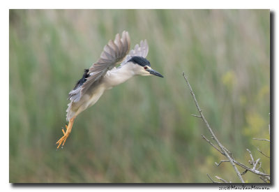Kwak - Black-crowned Night-Heron 20150525