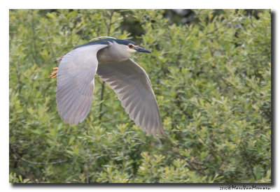 Kwak - Black-crowned Night-Heron 20150525
