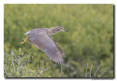 Kwak - Black-crowned Night-Heron 20150525