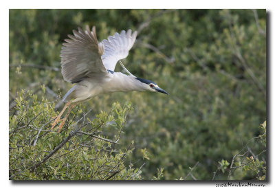 Kwak - Black-crowned Night-Heron 20150525
