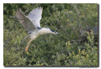 Kwak - Black-crowned Night-Heron 20150525