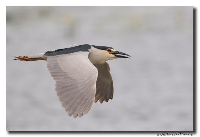 Kwak - Black-crowned Night-Heron 20150525