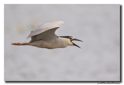 Kwak - Black-crowned Night-Heron 20150525
