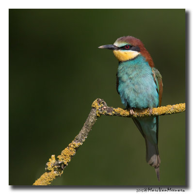 Bijeneter - Bee-eater 