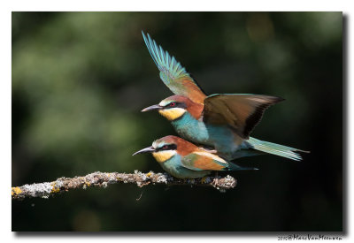 Bijeneter - Bee-eater 20150527