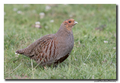 Patrijs - Grey Partridge 20150609