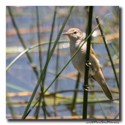 Grote Karekiet - Great Reed Warbler 20150617