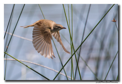 Grote Karekiet - Great Reed Warbler 20150617