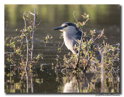 Kwak - Black-crowned Night-Heron 20150619