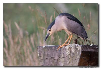 Kwak - Black-crowned Night-Heron 20150617
