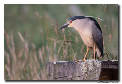 Kwak - Black-crowned Night-Heron 20150617