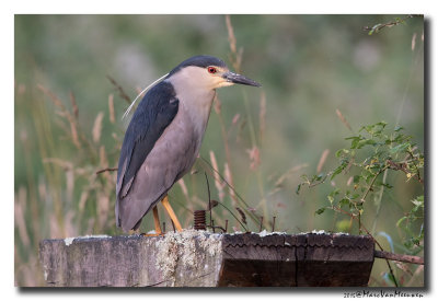 Kwak - Black-crowned Night-Heron 20150617