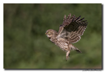 Steenuil - Little Owl 20150611