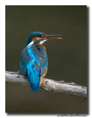 Ijsvogel - Kingfisher 2015