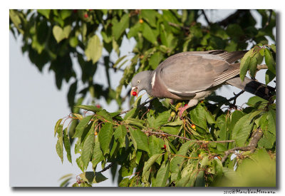 Houtduif - Wood Pigeon 20150628