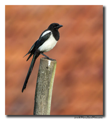 Ekster - Magpie 20150626