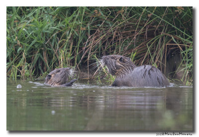 Beverrat - Nutria 20150615