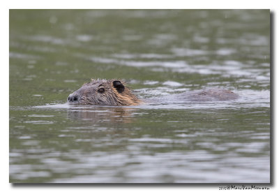 Beverrat - Nutria 20150615