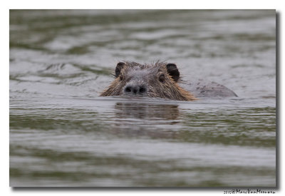 Beverrat - Nutria 20150615