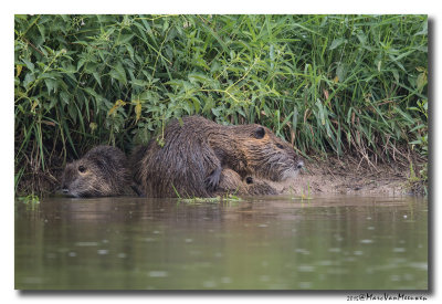 Beverrat - Nutria 20150615