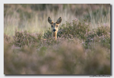 Ree - Roe Deer 20150826