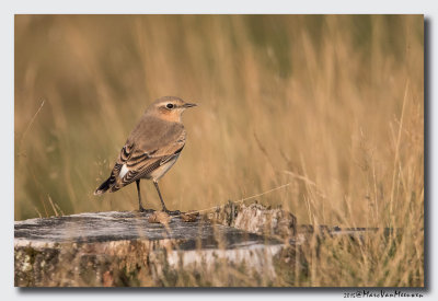 Tapuit - Northern Wheatear 20150822