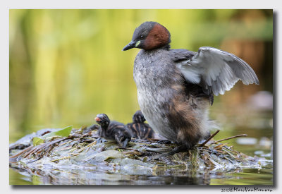 Dodaars - Little Grebe 20150822