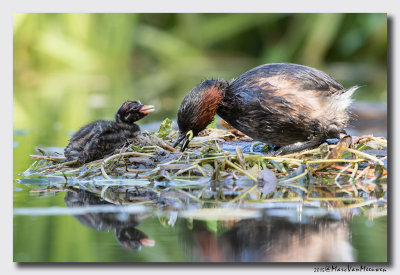 Dodaars - Little Grebe 20150826