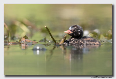 Dodaars - Little Grebe 20150826