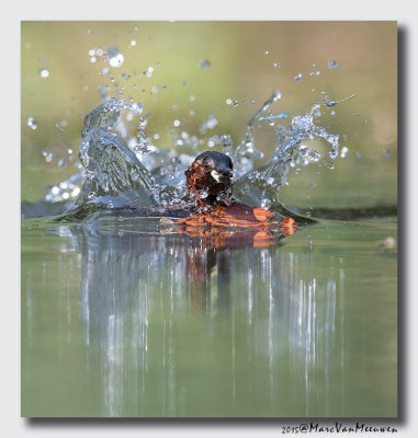 Dodaars - Little Grebe 20150826