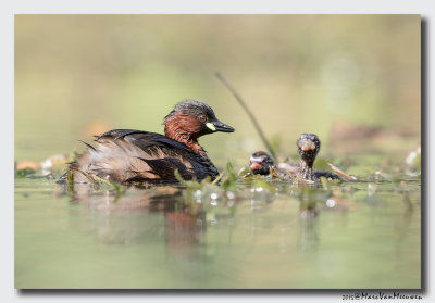 Dodaars - Little Grebe 20150826