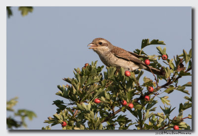 Grauwe Klauwier - Red-backed Shrike 20150830