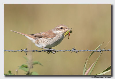 Grauwe Klauwier - Red-backed Shrike 20150829