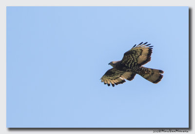 Wespendief - Honey-buzzard 20150829