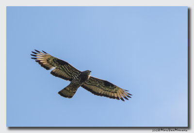 Wespendief - Honey-buzzard 20150829
