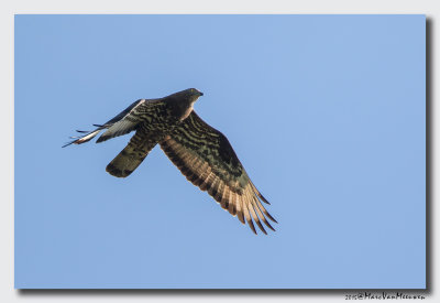 Wespendief - Honey-buzzard 20150829