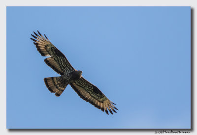 Wespendief - Honey-buzzard 