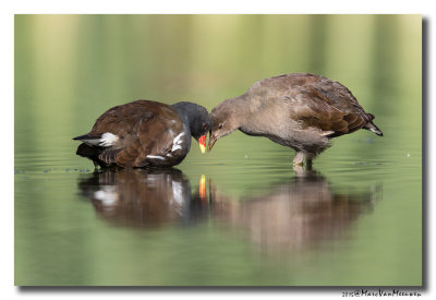 Waterhoen - Moorhen 2015