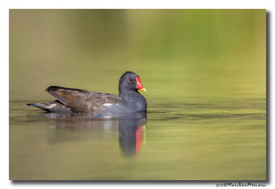Waterhoen - Moorhen 2015