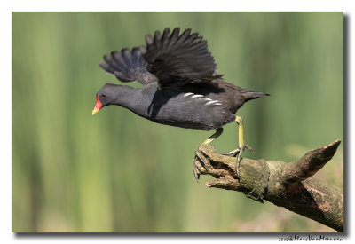 Waterhoen - Moorhen 2015