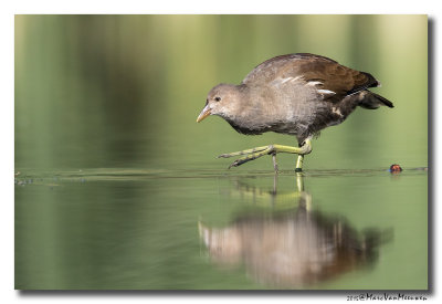 Waterhoen - Moorhen 2015