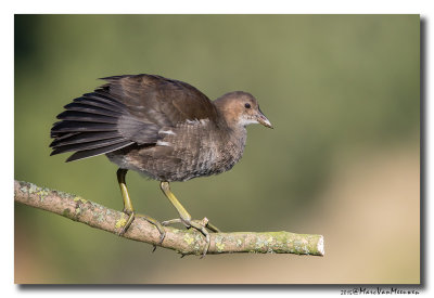 Waterhoen - Moorhen 2015