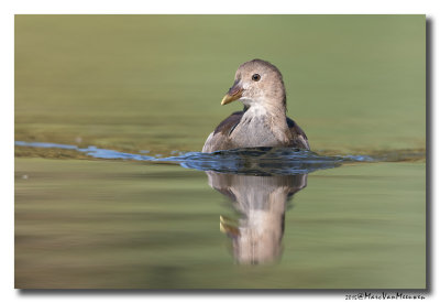 Waterhoen - Moorhen 2015