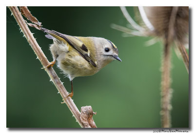 Goudhaan - Goldcrest 