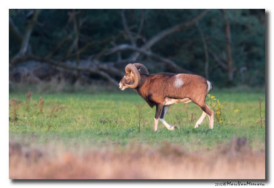 Moeflon - European Mouflon 20150928
