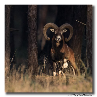 Moeflon - European Mouflon 